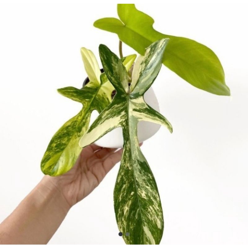 Florida Beauty/Folbe. anakan berdaun 1-3 helai