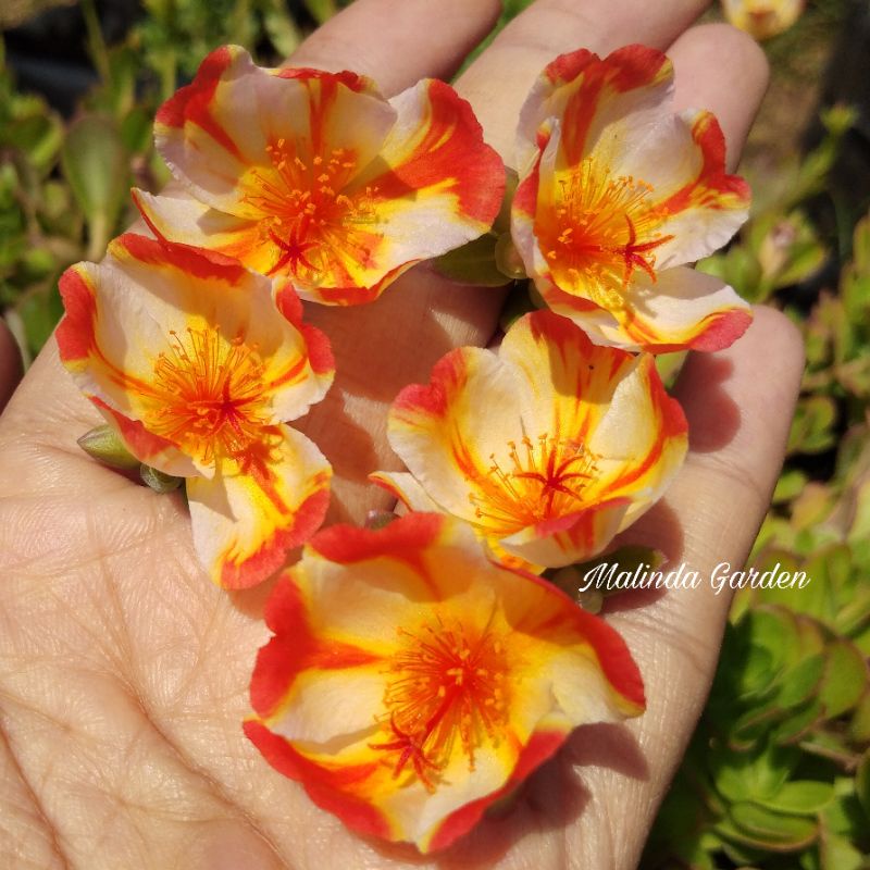 Bunga krokot import duna SUNQUIT / tanaman hias / mossrose / rose jepun