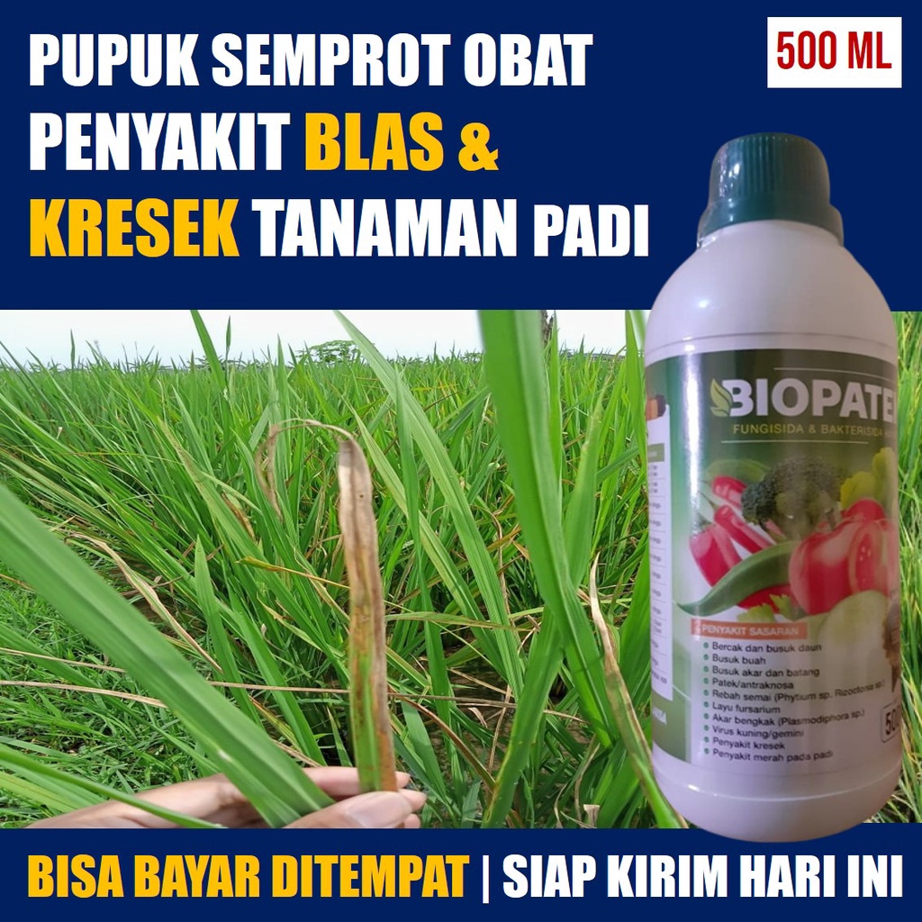 PUPUK FUNGISIDA BLAS KRESEK PADI > BIOPATEK OBAT BLAS KRESEK MERAH PADI > OBAT VIRUS PADI PALING AMP