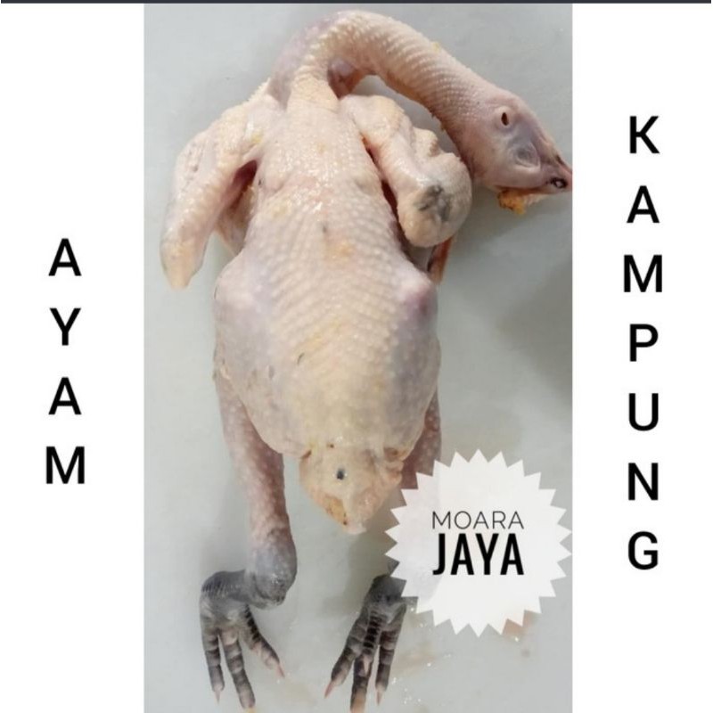 AYAM KAMPUNG