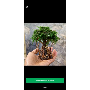 bonsai beringin mini aquarium