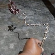 DIARY PETANI - Bibit Tanaman Bonsai Carribean Copper