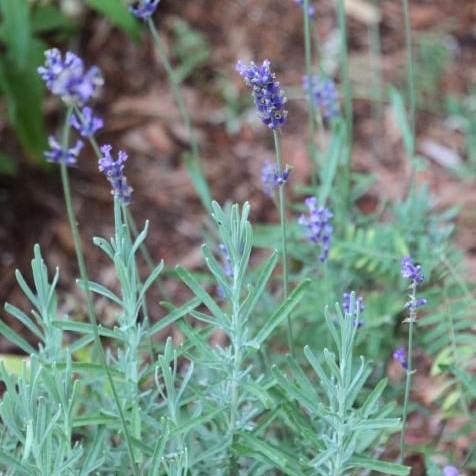 Lavender French - Tanaman Hias Lavender Prancis Asli