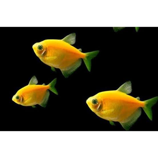 Ikan Hias Aquascape Glow fish yellow Murah Bergaransi