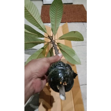 bibit tanaman mamey sapote havana