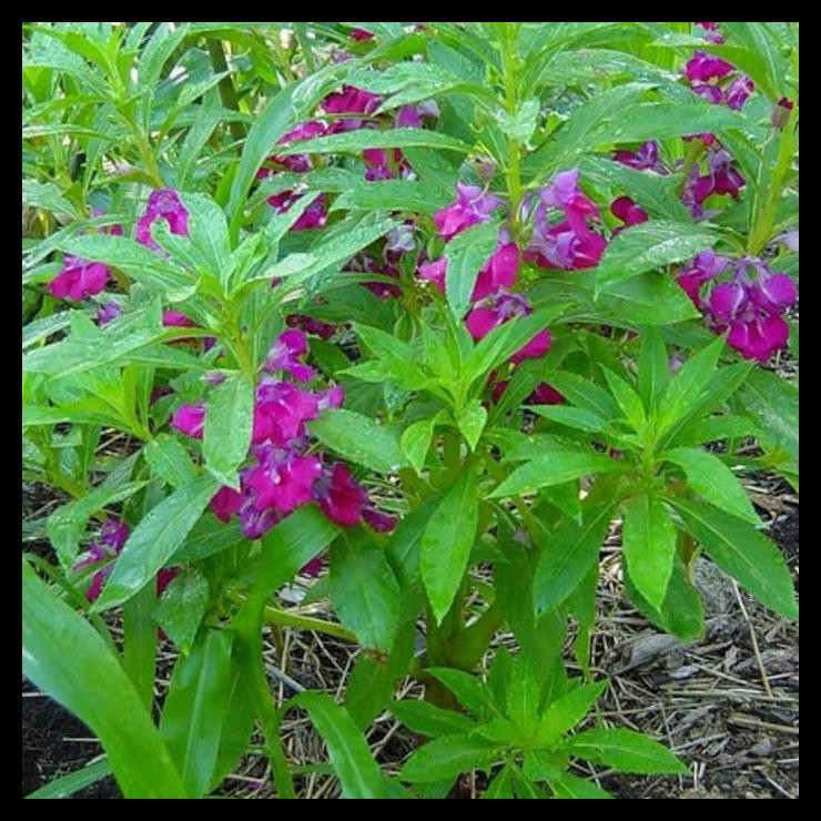 

Promo Daun Pacar Air Segar 250 Gram - Gratis Daun Kumis Kucing