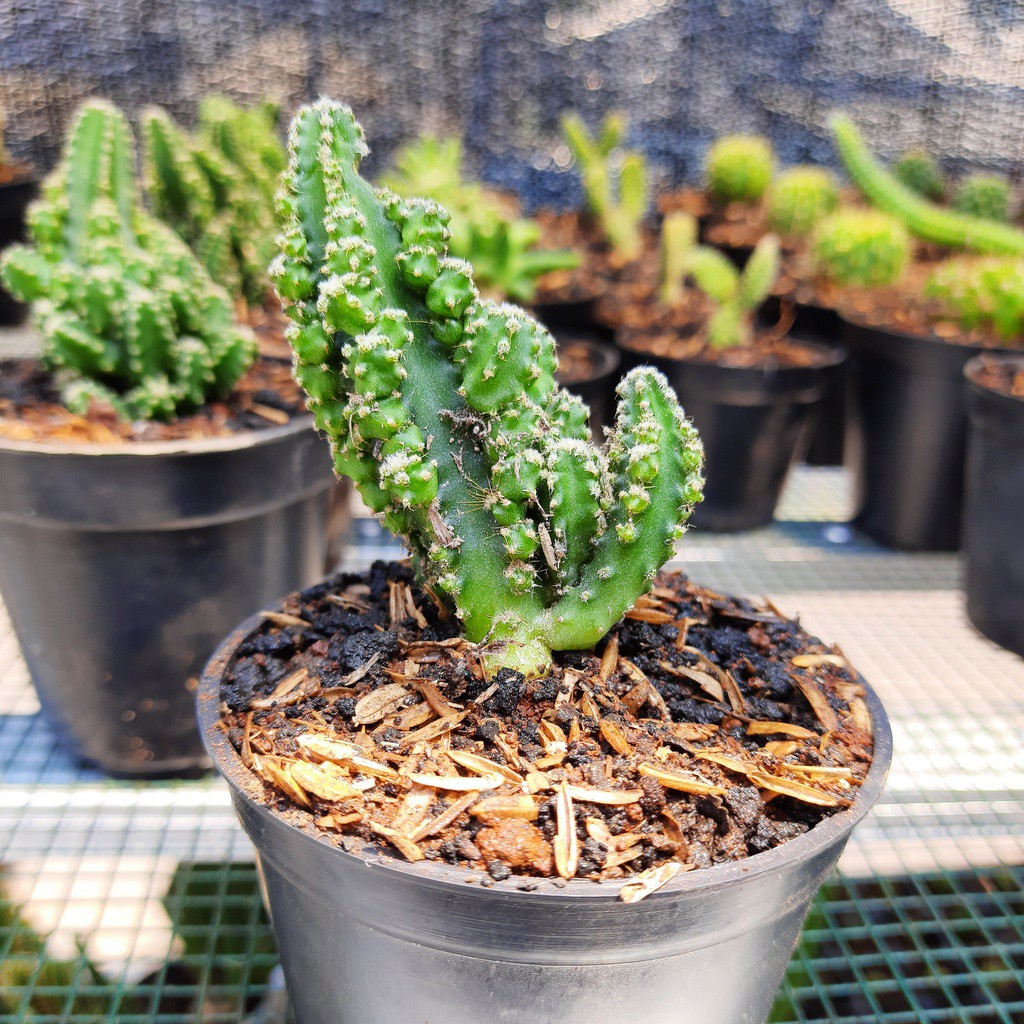 Tanaman Hias Kaktus Cereus Tetragonus / Kaktus Belimbing Mini Murah