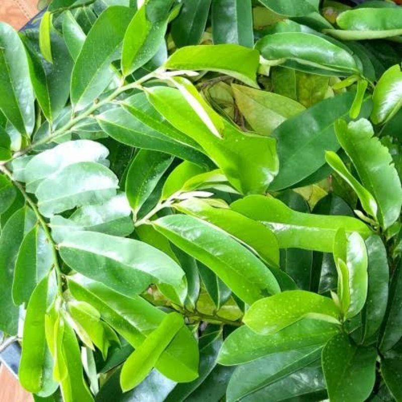 

Daun Sirsak Segar 100 Lembar Tanpa Pestisida Obat Herbal Alami