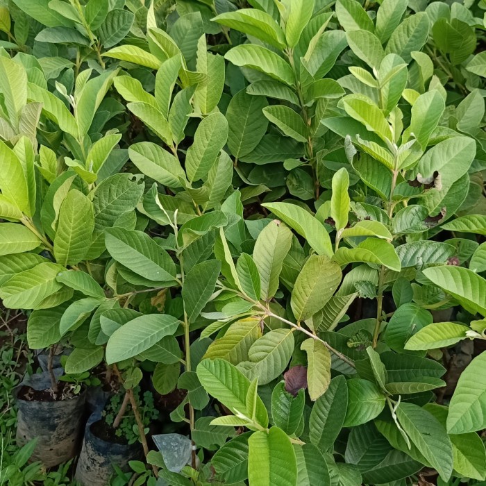 Bibit jambu kristal merah tanpa biji