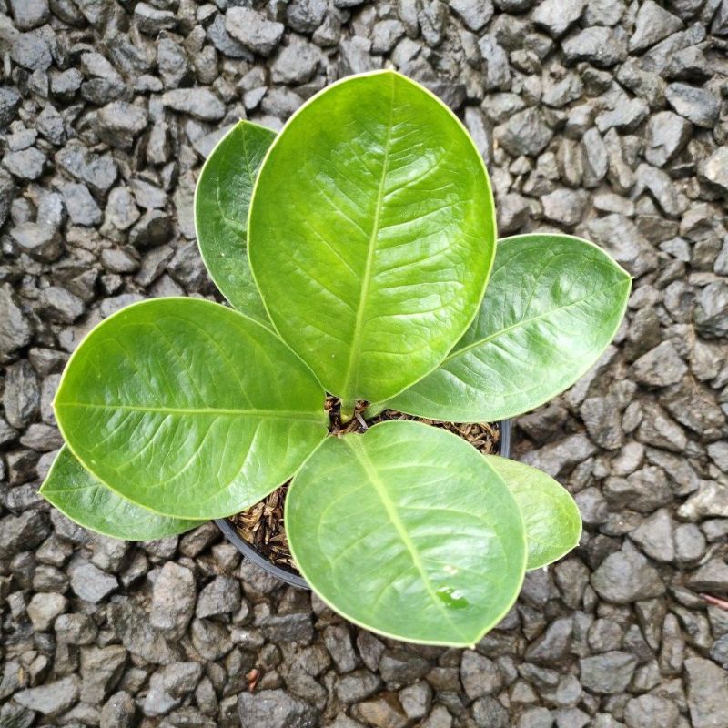 anthurium jemani mangkok kaisar