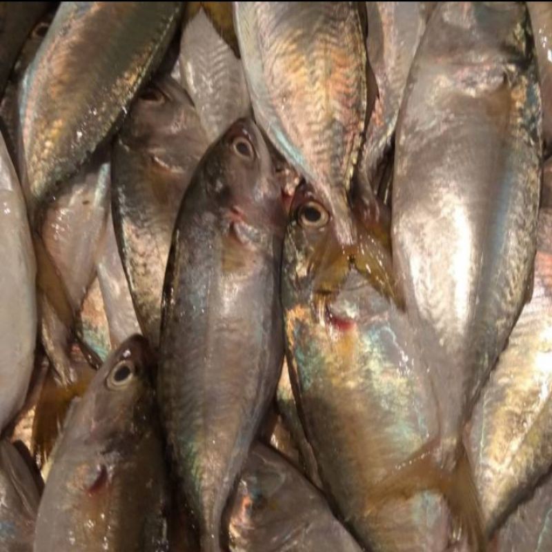 

jual ikan puket atau kembung segar per 500 gram