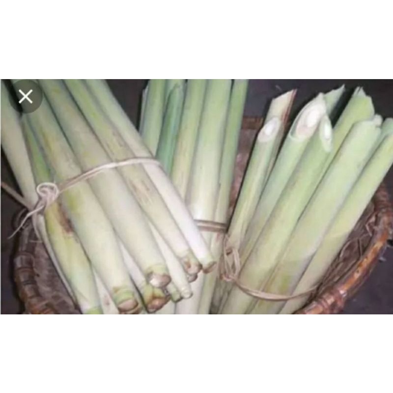 

TERUBUK/TERUBUS/TELOR TEBU/IKAT ISi 10