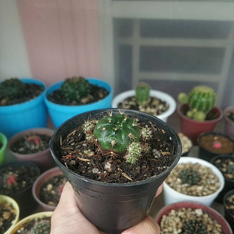 KAKTUS GYMNO DAMSII UNGU OWNROOT SUDAH ADA AKAR GYMNO DAMSII MERAH MURAH GYMNO DAMSIK
