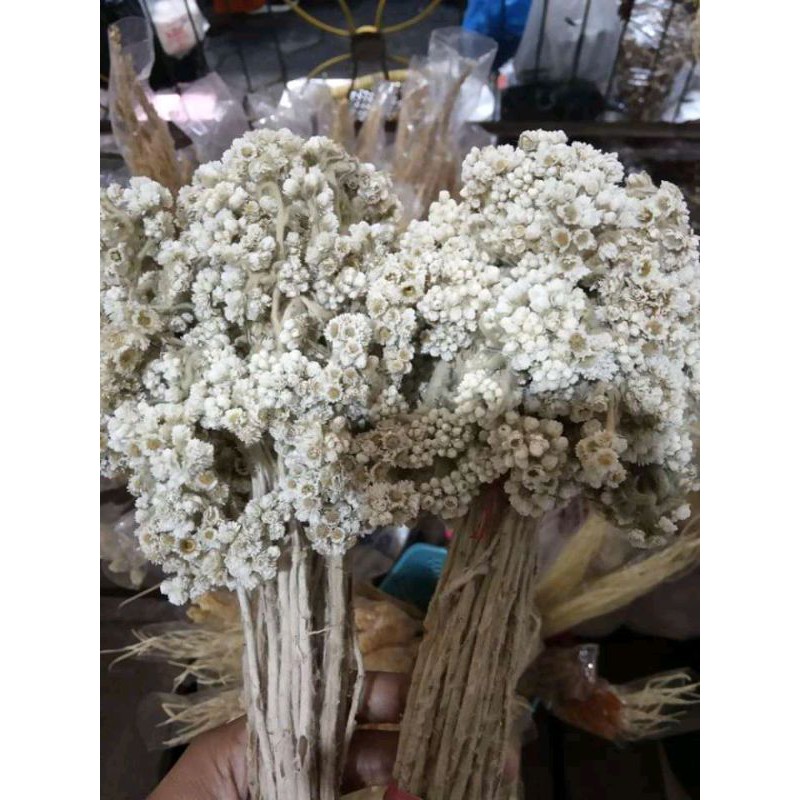 edelweiss PUTIH isi -+50batang