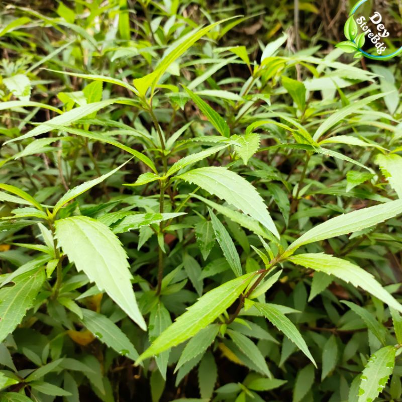 

Jual Daun tekelan segar\ Teklan 500 grm