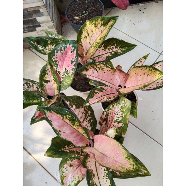 agronema kocin remaja