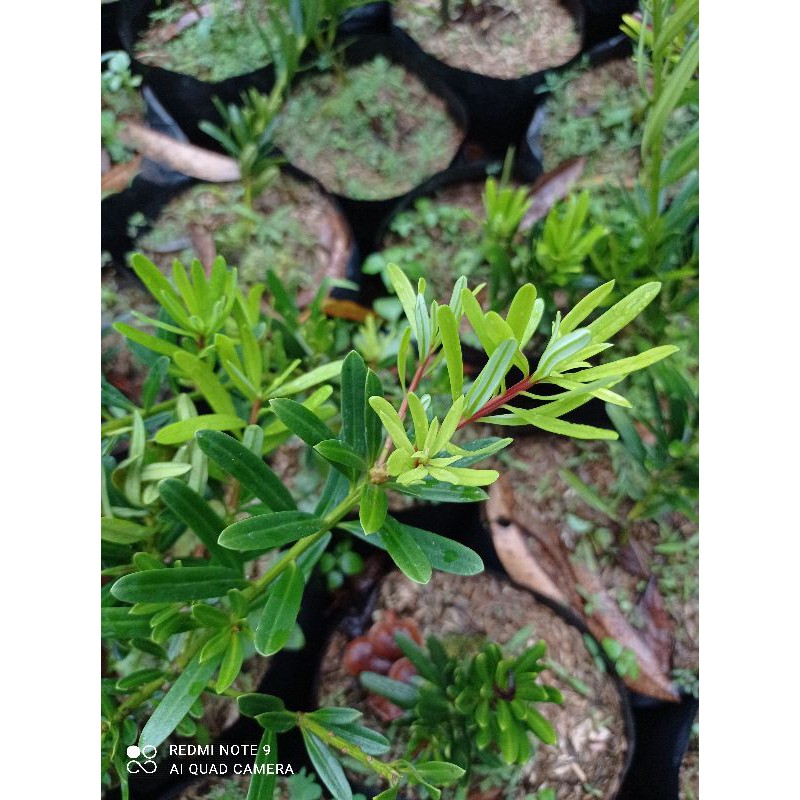 BIBIT BONSAI LOHANSUNG KAPSUL