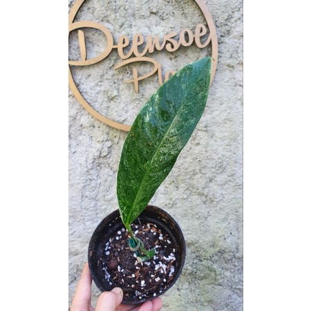 rhaphidophora megasperma varigata C