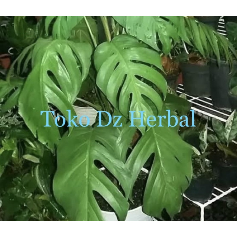 

Daun ekor naga segar 1 kg petik langsung-az