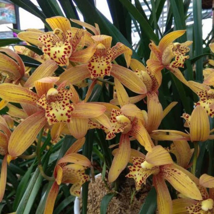Anggrek Cymbidium Chen Ruby TERMURAH