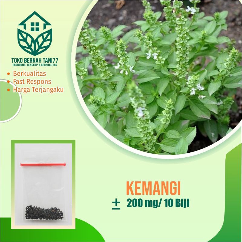 BENIH SAYURAN UNGGUL TERLENGKAP TERJANGKAU BIBIT KUBIS TOMAT SAWI TERONG CABE BUNCIS BAYAM KANGKUNG-Kemangi