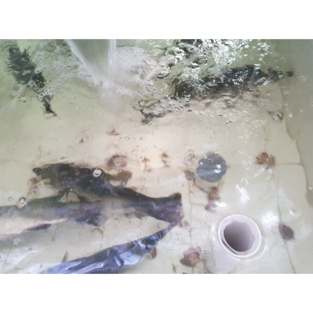 

KAKAP PUTIH BARRAMUNDI HIDUP (LIVE) 1 KG ISI 1-2 EKOR