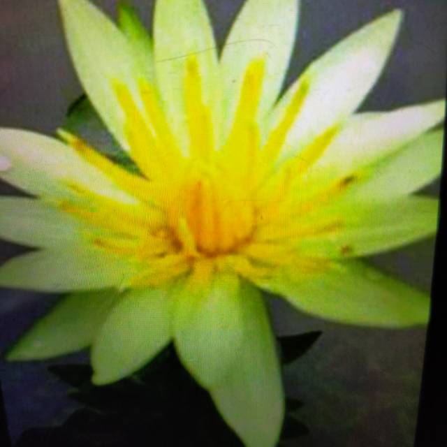 Tanaman hias bunga teratai kuning