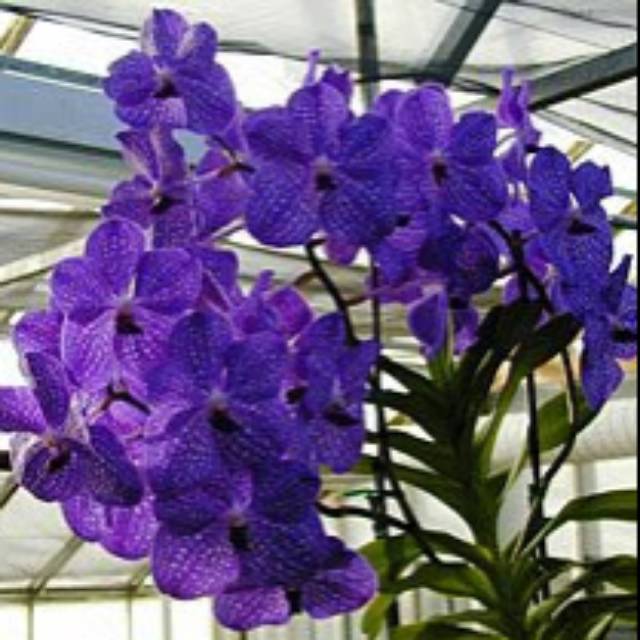 Seedling Anggrek Vanda Coerulea Blue Shopee Indonesia