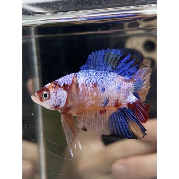 Cupang pkdt multicolour PKDT2