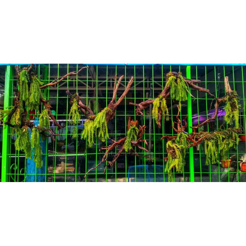 kadaka kumpay / tanamn vertical