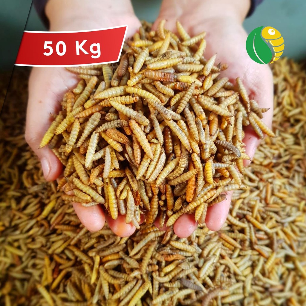 GROSIR 50 kg MURAH Dry maggot MAGGOT KERING SUPER GRADE A+ PREMIUM BERSIH TANPA MINYAK ULAT KERING G