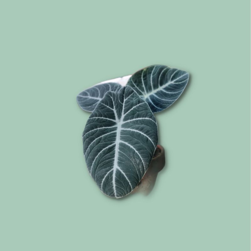 Alocasia Black Velvet - alocasia black velvet ninja