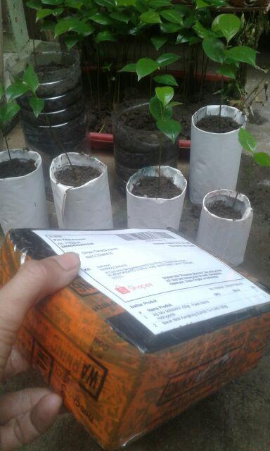 Kangkung Ta Fung-benih Bibit Sayur Kangkung Super Ta Fung 500gr