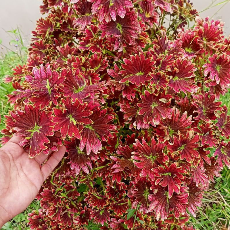 Stek Tanaman Miana Ekor Naga Merah Premium