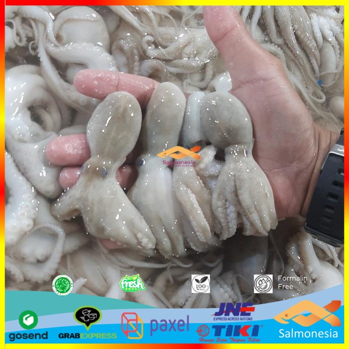 

Seafood Segar Bayi gurita baby octopus fresh pilihan terbaik 500 gram