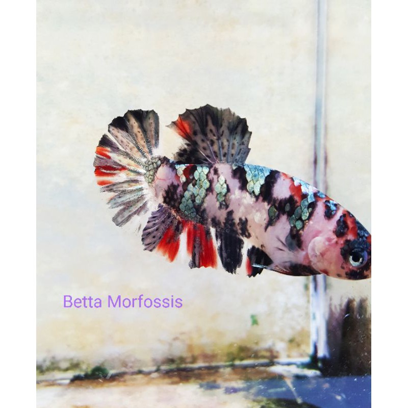 cupang avatar koi cooper /TOP GRADE(siap pijah)