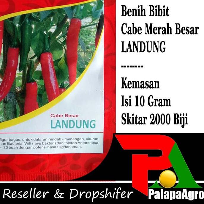 ♗ - Bibit Unggul Cabe Merah Besar LANDUNG 10gr - Benih Cabe Merah Super Unggul ➬