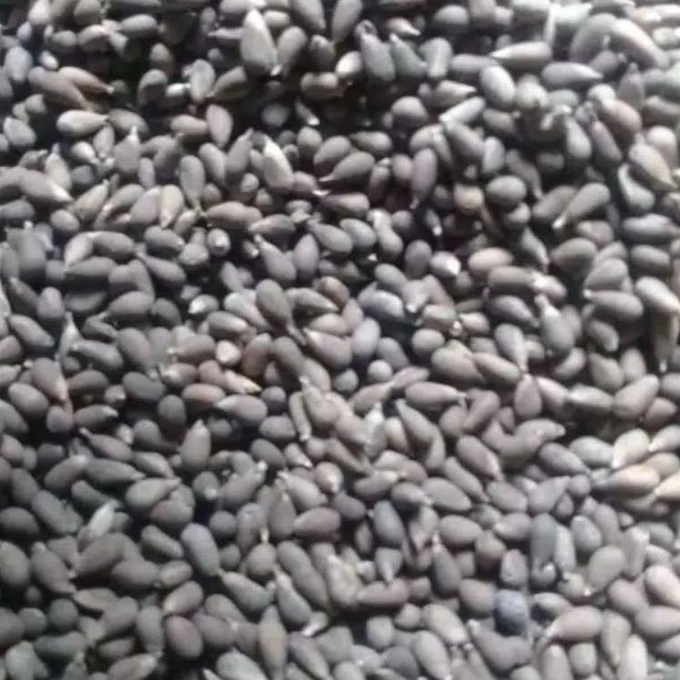 ➼fu Laris➼ COD Paket mini Benih balsa 10gram biji balsa bibit pohon kayu balsa putih 58 ★