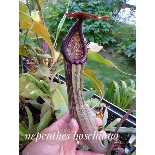 biji benih nepenthes kantung semar boschiana x rokko eksotica x northiana