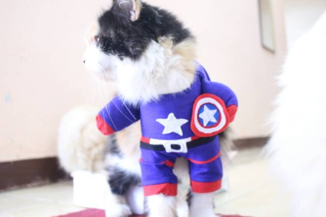 Kostum kapten amerika untuk kucing dan anjing size S M L XL