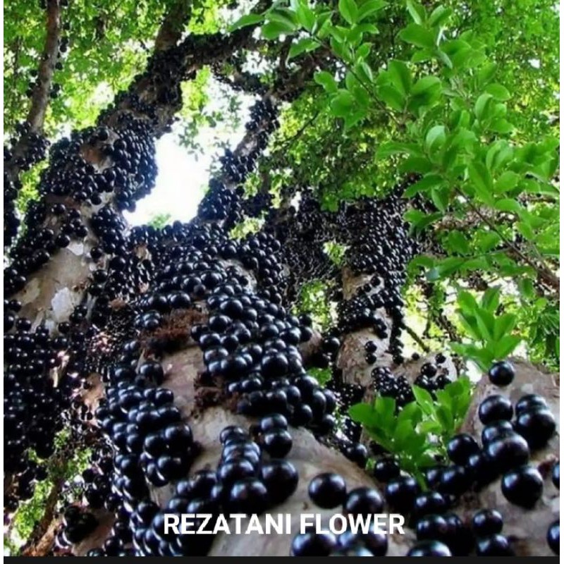 bibit tanaman buah anggur Brazil/bibit anggur Brazil/anggur Brazil