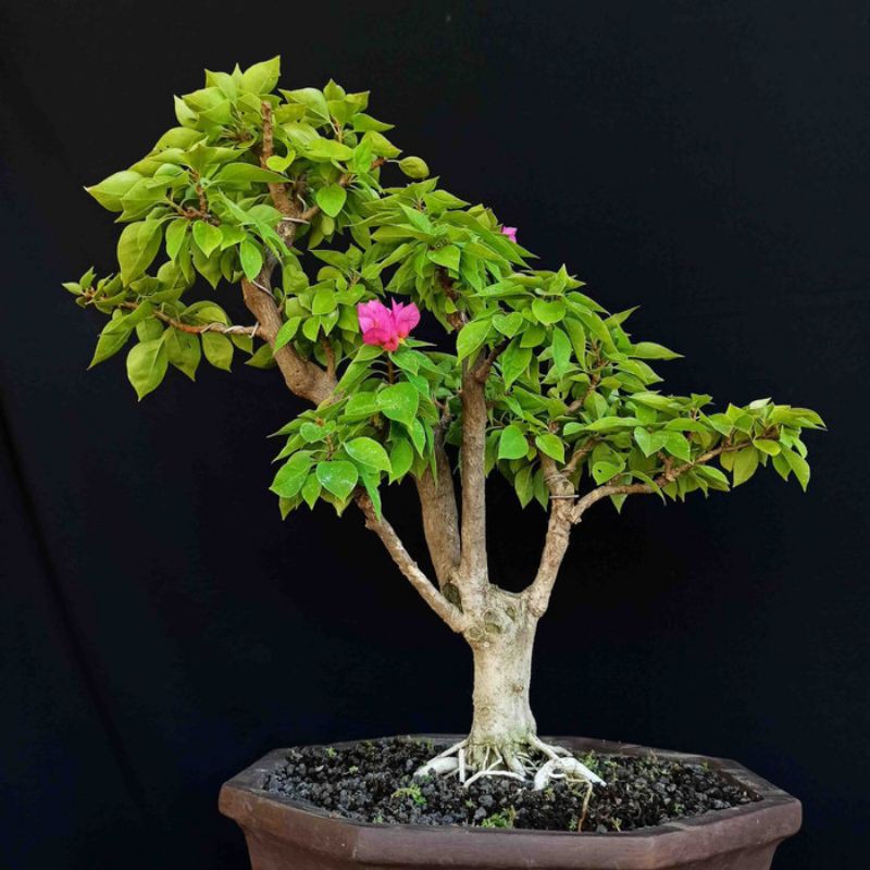 Bonsai Pohon Bougenville Singapore Bunga Kertas
