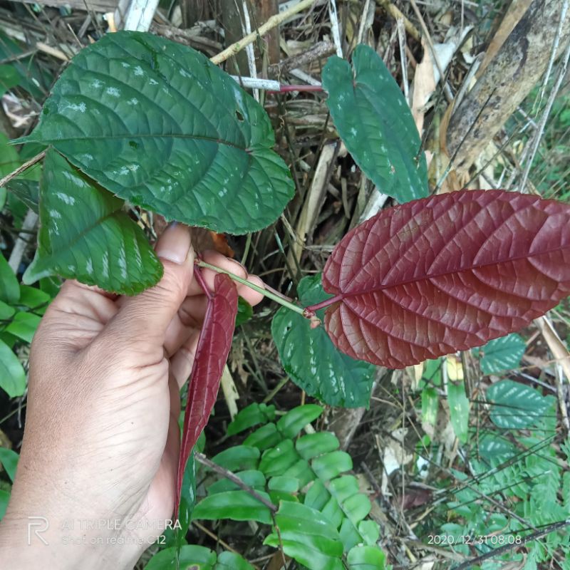 

Daun sirih keraton/ Beungbeureuman( Obat herbal)