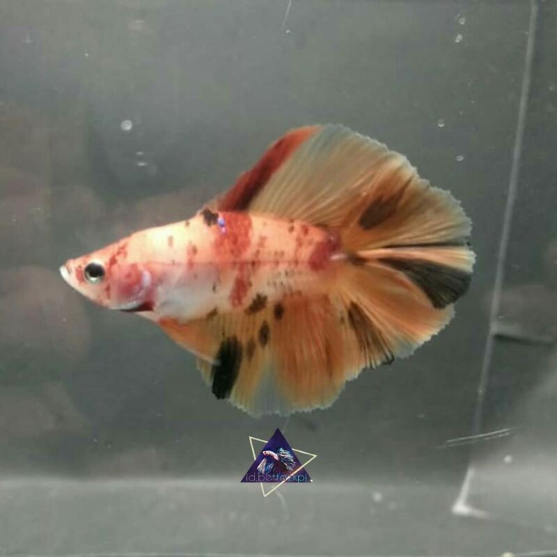 Ikan Cupang / Betta Fish Half Moon Double Tail Nemo