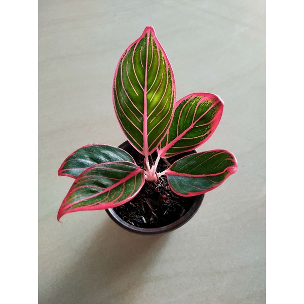 aglonema khanza remaja / kanza 5-6 daun