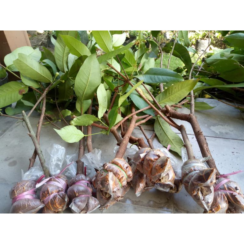 cangkok jambu madu deli- bibit buah jambu madu deli