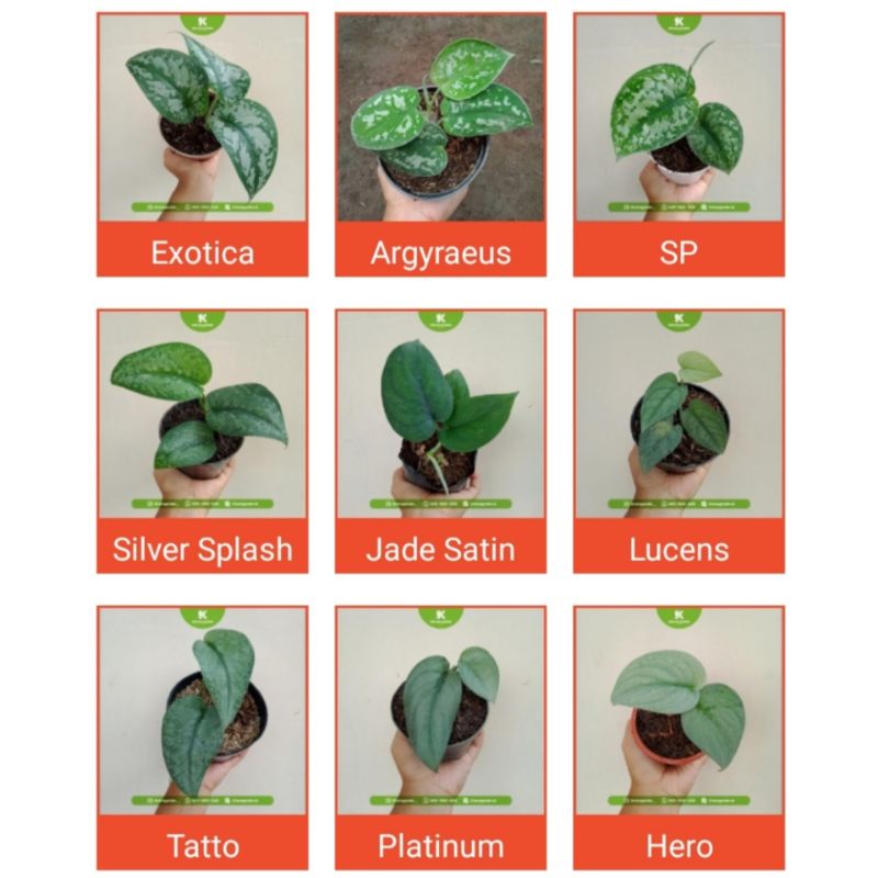 Tanaman Hias Scindapsus Pictus