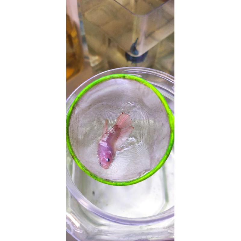 Cupang GOLD line KOI Super top grade