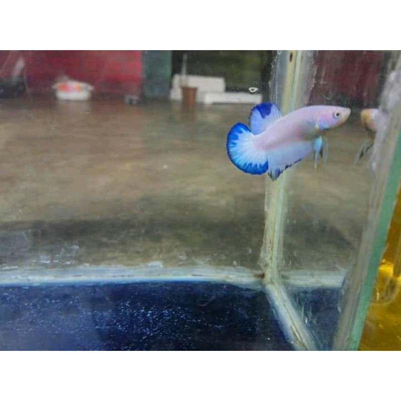 ikan blue rim cupang ikan cupang bahan cupang burayak