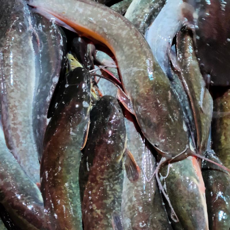 

ikan lele segar